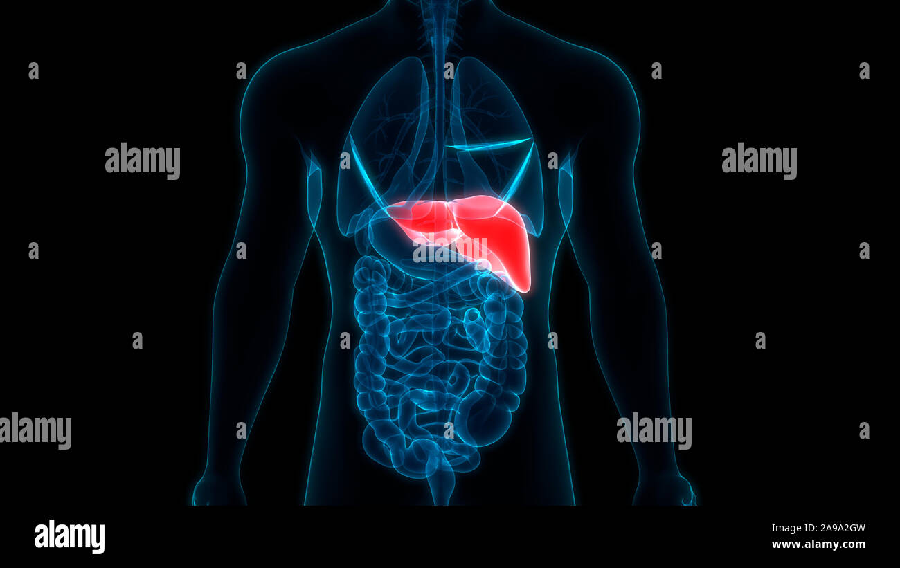 Les droits de l'organe interne Système digestif Anatomie du foie Banque D'Images