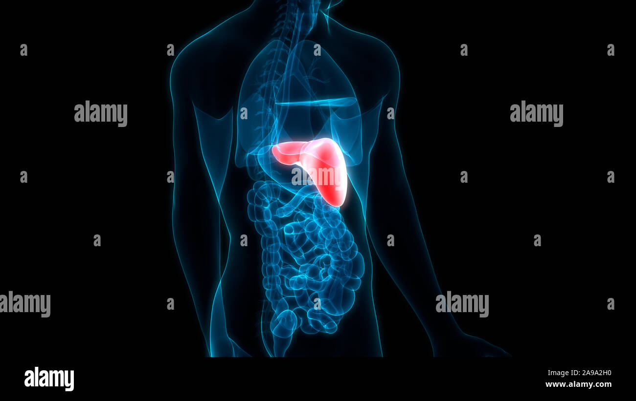 Les droits de l'organe interne Système digestif Anatomie du foie Banque D'Images