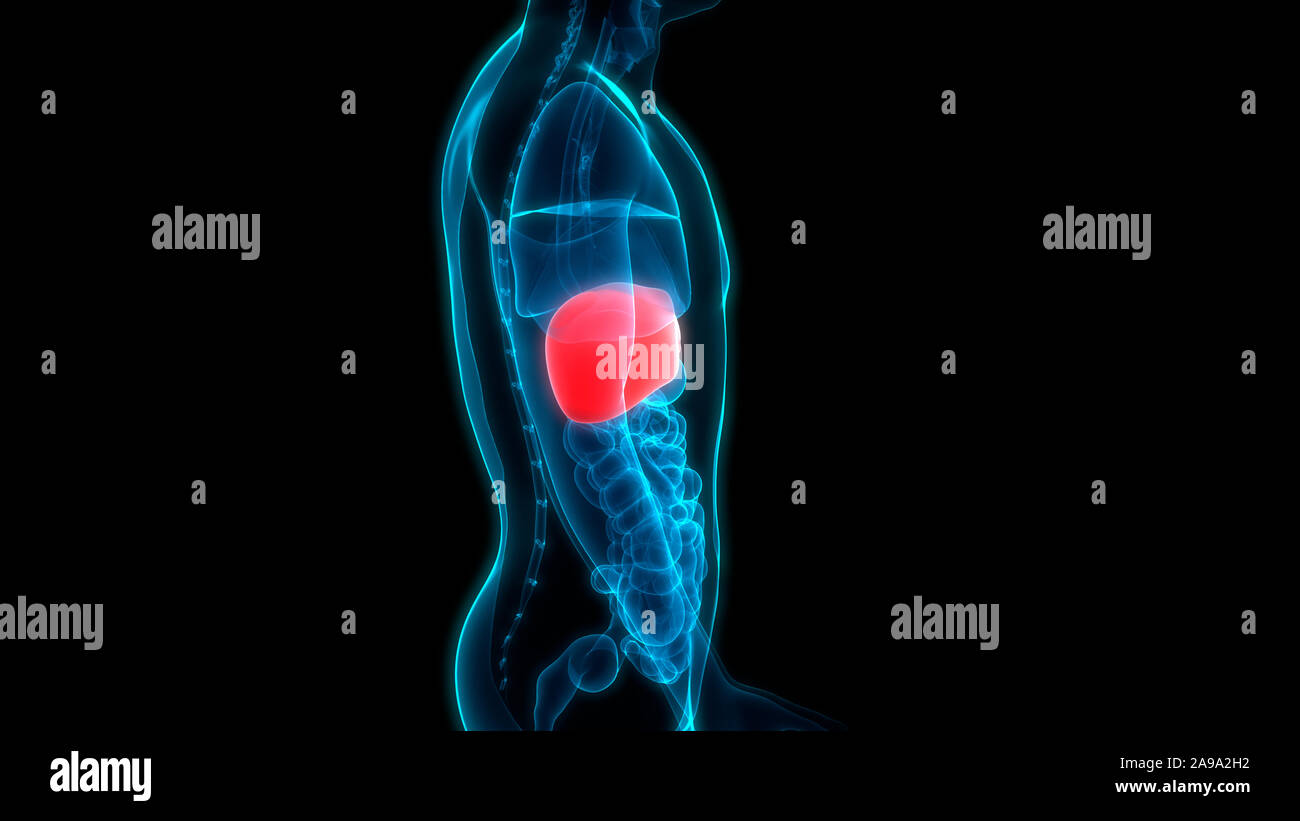Les droits de l'organe interne Système digestif Anatomie du foie Banque D'Images