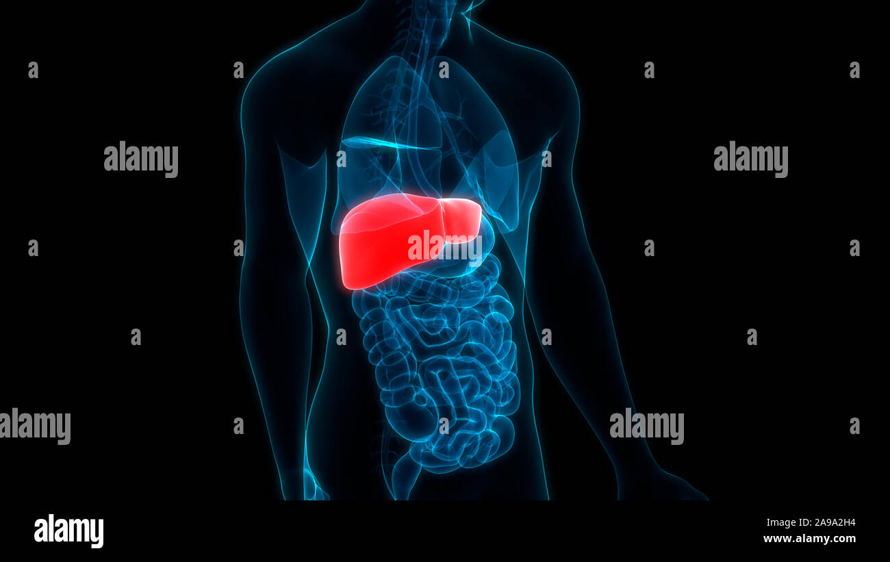Les droits de l'organe interne Système digestif Anatomie du foie Banque D'Images