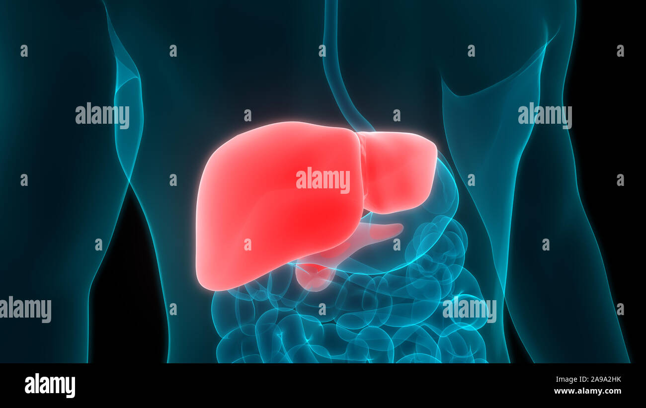 Les droits de l'organe interne Système digestif Anatomie du foie Banque D'Images