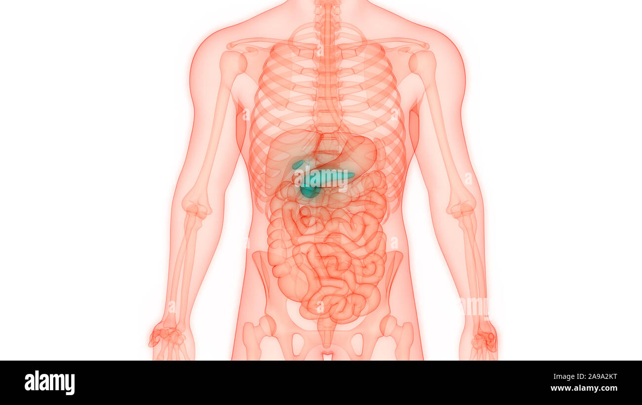 Les droits de l'anatomie de la vésicule biliaire Pancréas avec Banque D'Images