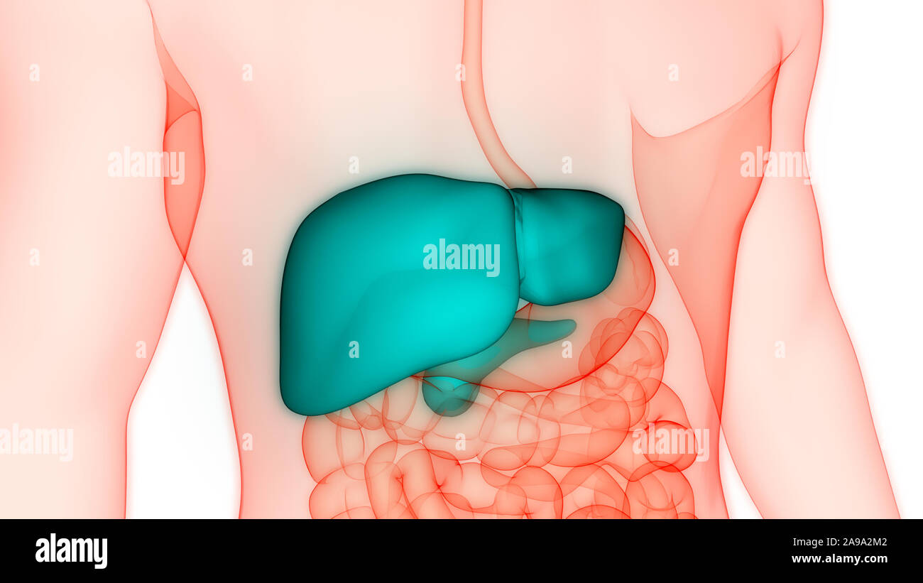 Les droits de l'organe interne Système digestif Anatomie du foie Banque D'Images