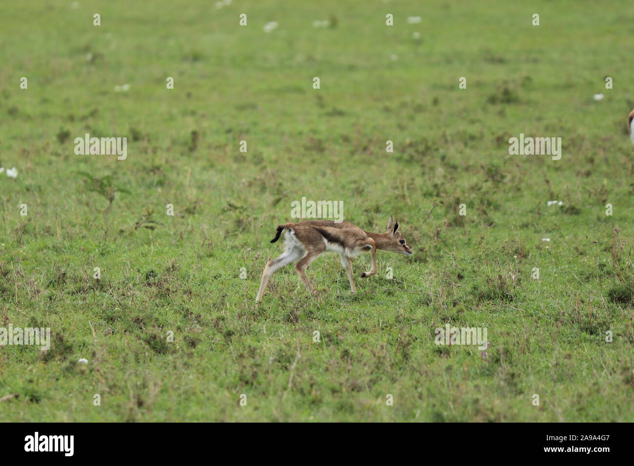 La gazelle de Thomson bébé avec sa maman dans la savane africaine. Banque D'Images