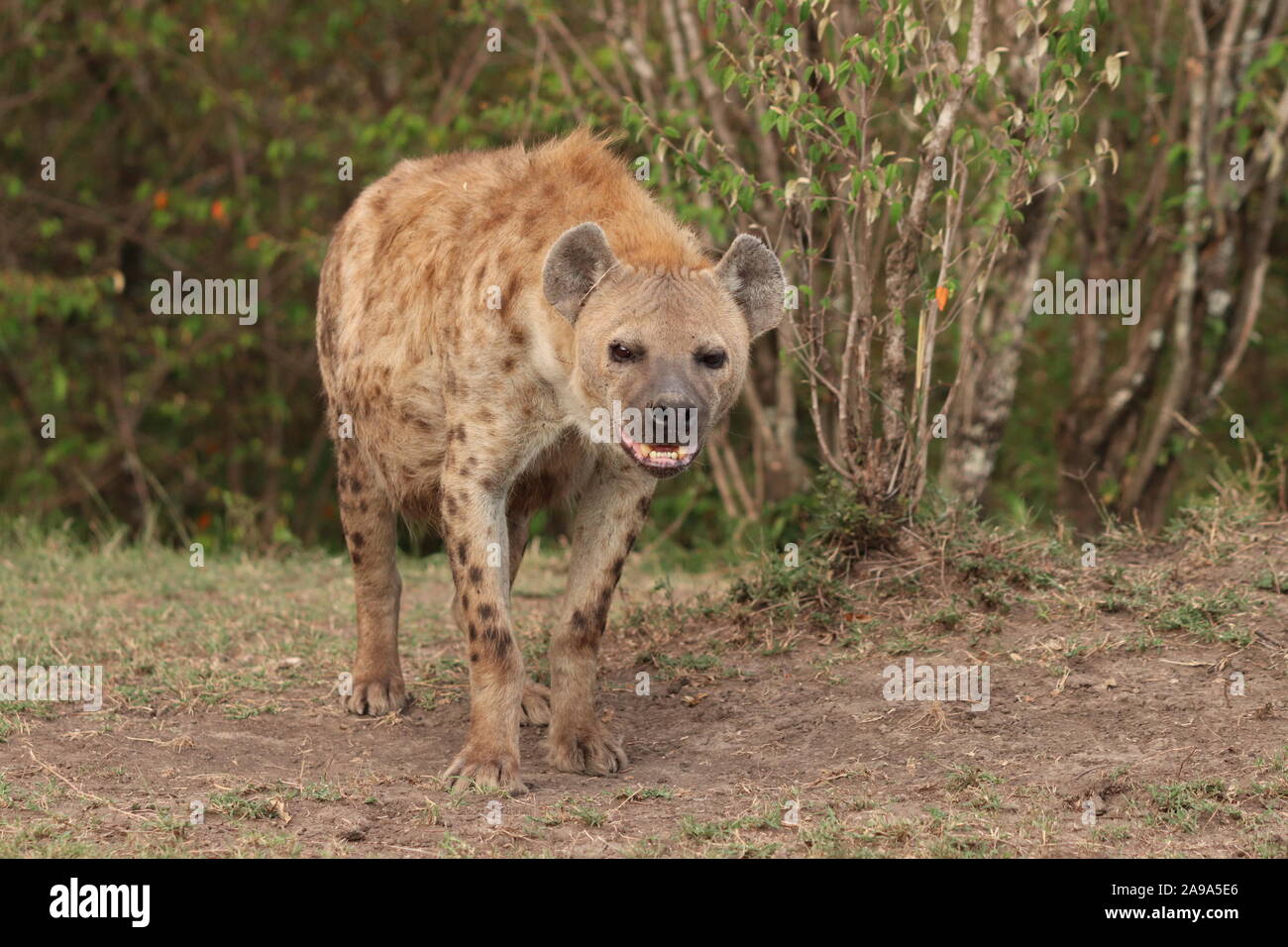 Femme hyène tachetée dans la savane africaine. Banque D'Images