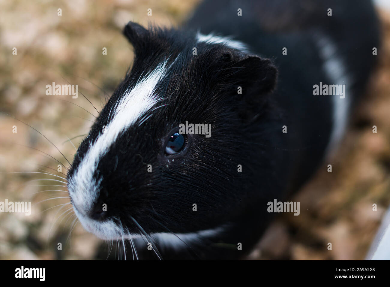 Cochon noir et blanc à la conjonctivite Banque D'Images