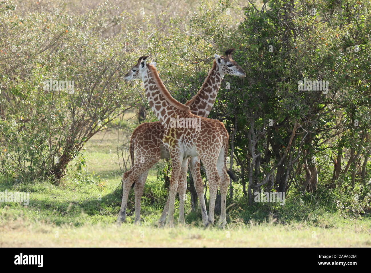 Deux jeunes girafes dans la savane africaine. Banque D'Images