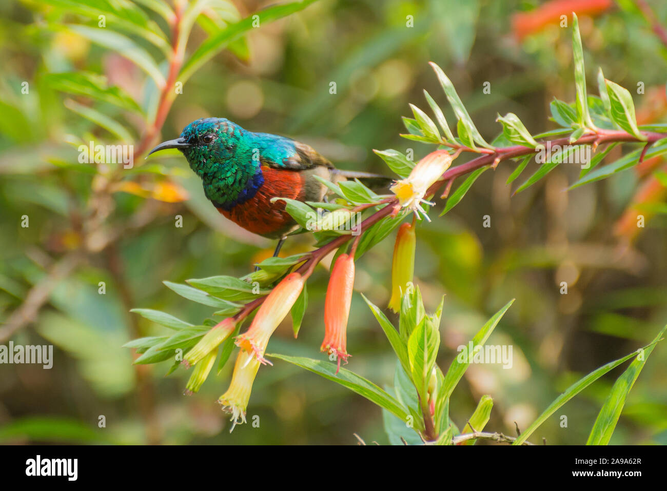 Un bel multicolered protosport 4 Banque D'Images