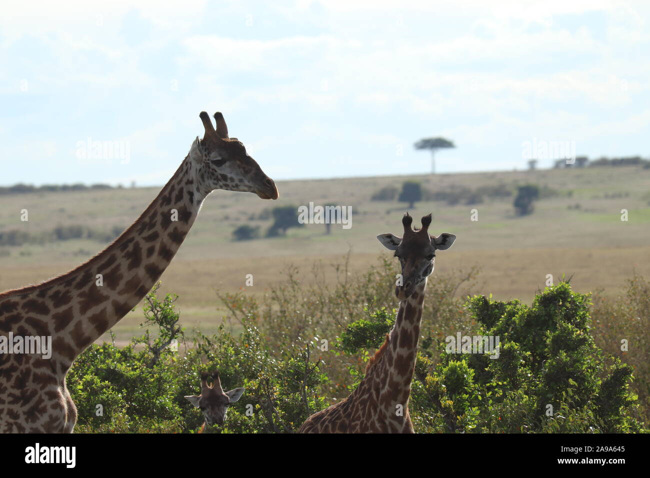 Deux jeunes girafes dans la savane africaine. Banque D'Images