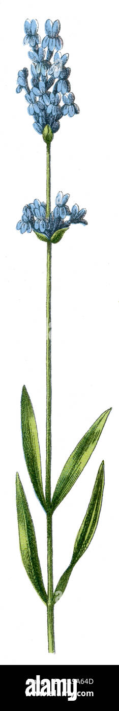 Lavandula angustifolia Lavande , (livre de botanique, 1909) Banque D'Images