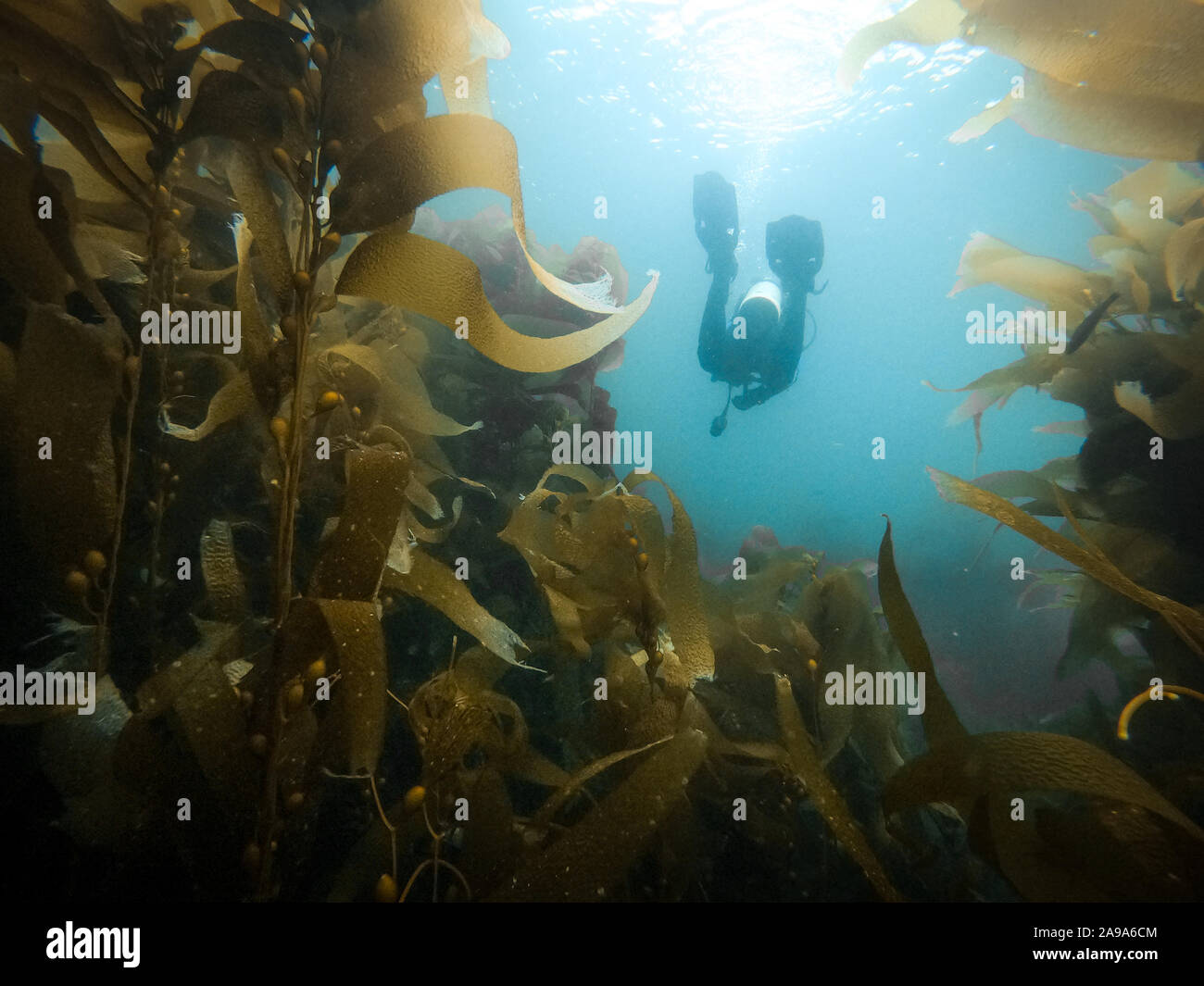 Diver par derrière dans la forêt d'algues dans les îles de la Manche, California, USA Banque D'Images
