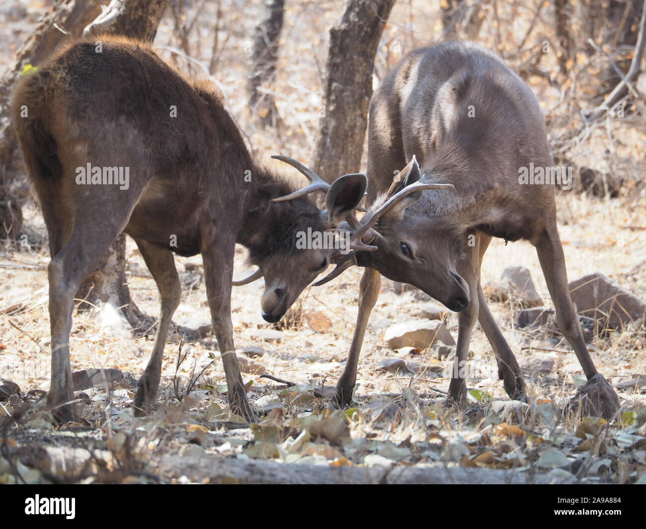 Les jeunes cerfs Sambar orniérage, tête en bas bois verrouillé. L'Inde Ranthambore Banque D'Images