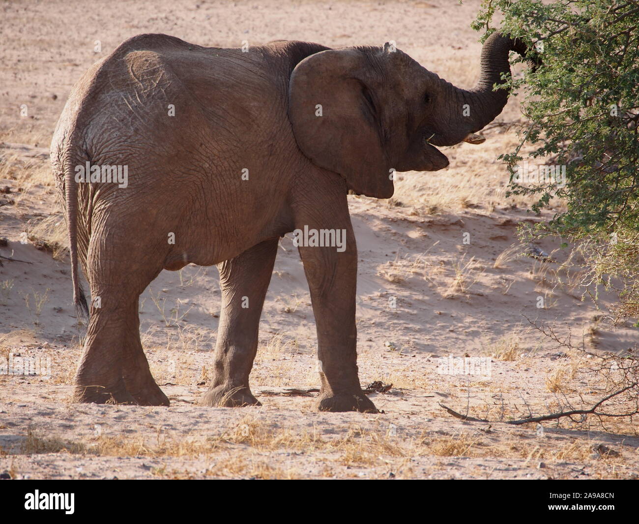 Doro Nawas Namibie désert !veau éléphant sur sa propre alimentation par arbre avec tronc jusqu Banque D'Images