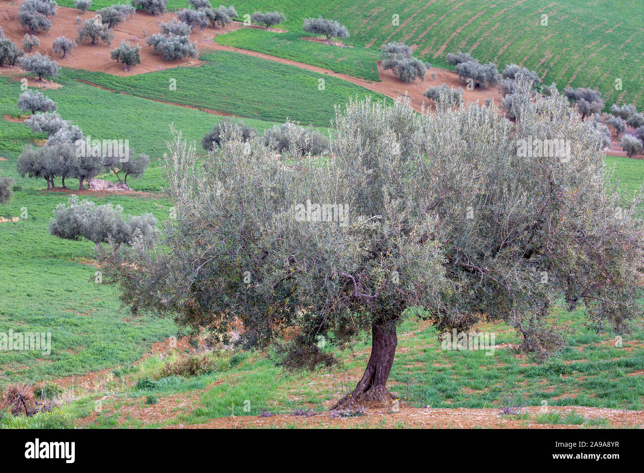 L'agriculture. L'olivier, Olea europaea, près de Colmenar, la province de Malaga, Andalousie, Espagne du sud. Banque D'Images