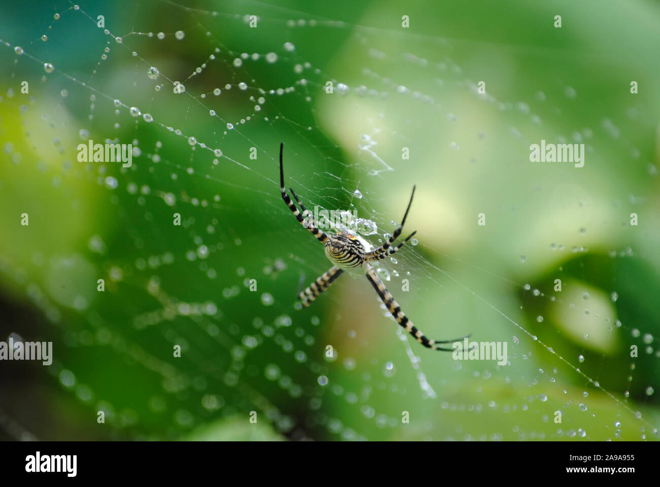 Spider Banque D'Images