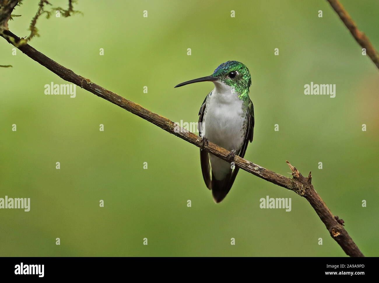 Emerald andine (Amazilia franciae viridiceps) mâle adulte, perché sur une brindille Vinicio Ghech Summit Hotel, Nono-Mindo Februa, Équateur Banque D'Images
