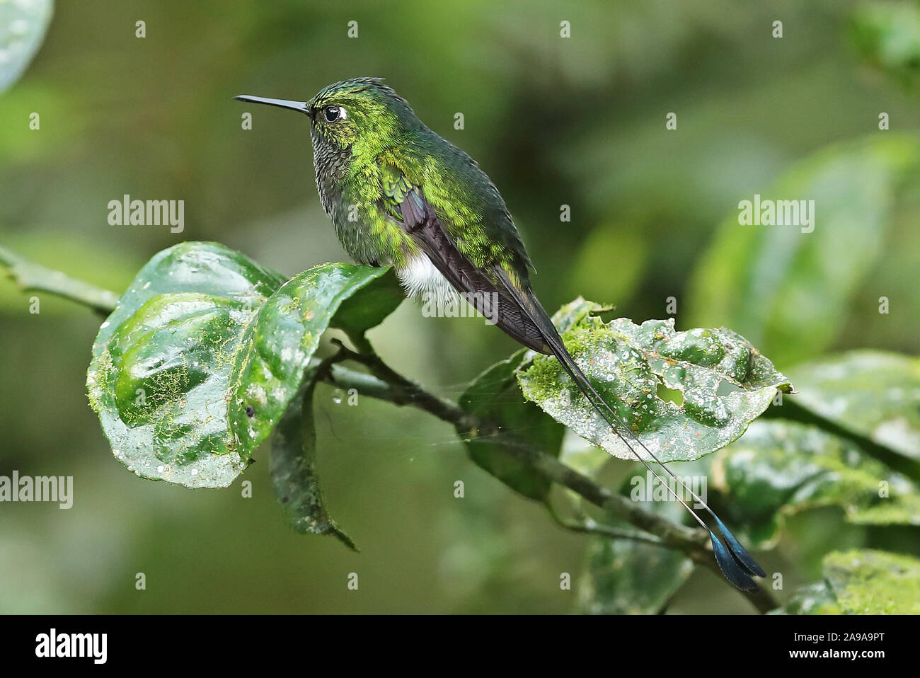 Démarré Racket-queue (Ocreatus underwoodii melanantherus) mâle adulte, perché sur la route Nono-Mindo brindille, l'Équateur Février Banque D'Images