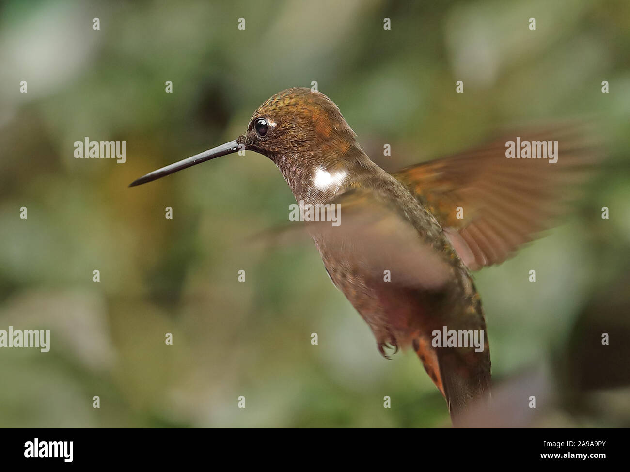 Brown Inca (Coeligena wilsoni) près d'adultes en vol Réserve Yanacocha, Quito, Équateur Février Banque D'Images