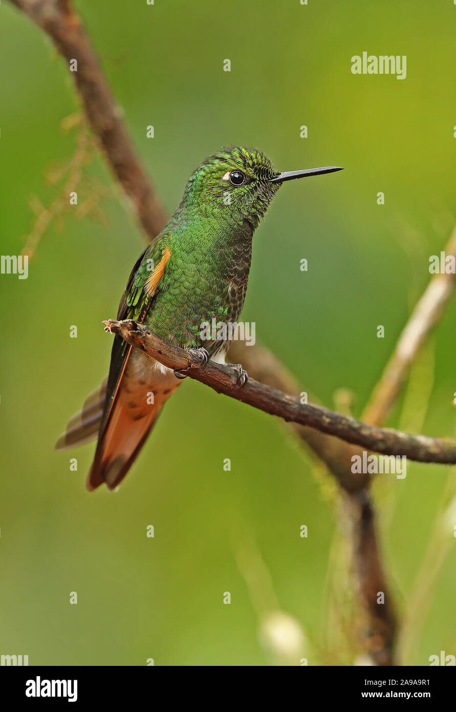 Buff-tailed Coronet (Boissonneaua flavescens tinochlora) adulte perché sur twig Vinicio Ghech Summit Hotel, Nono-Mindo Road, l'Équateur Februar Banque D'Images