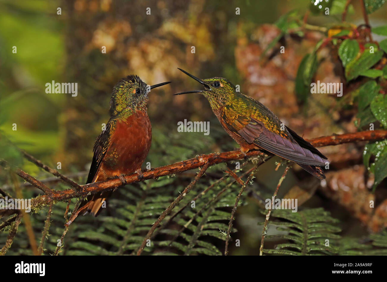 Colibri de Matthews (Boissonneaua matthewsii) Contestation d'un ou deux adultes se perchent sur Tapichalaca Direction générale, l'Équateur Février Banque D'Images