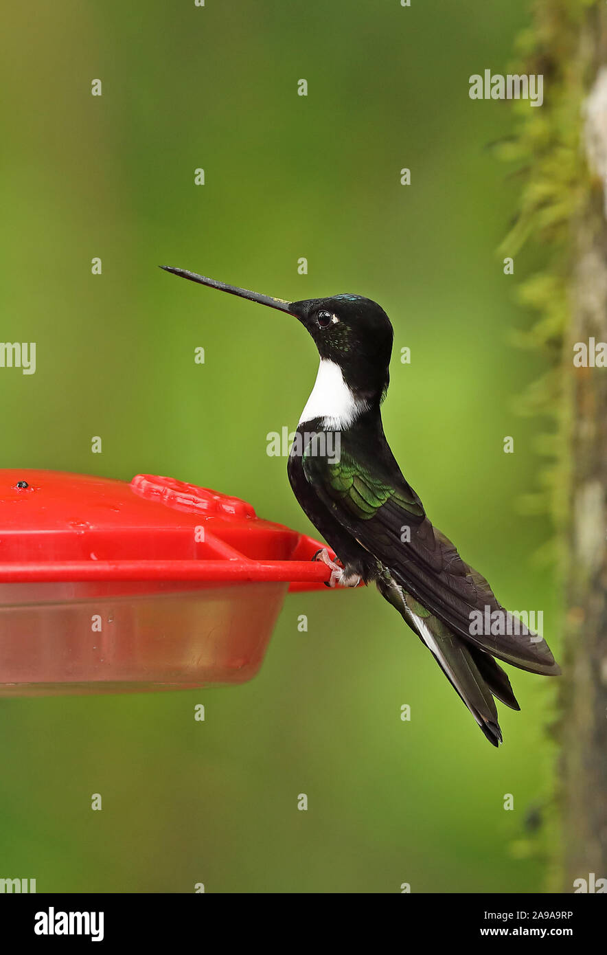 Inca à collier (Coeligena torquata fulgidigula) mâle adulte, perché sur colibri Bellavist Cloud Forest Reserve, Mindo, Ecuador and Banque D'Images