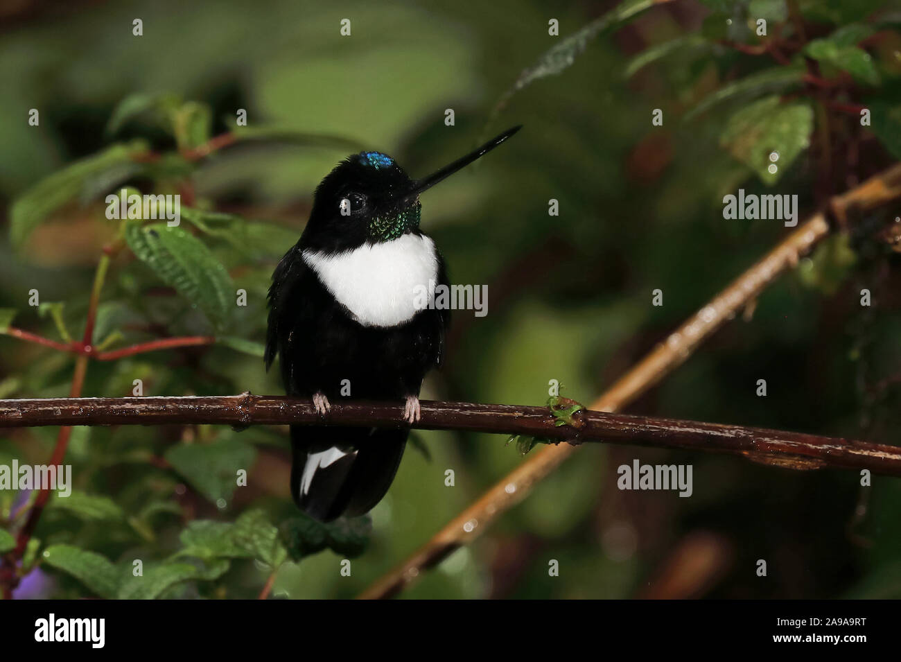 Inca à collier (Coeligena torquata torquata) mâle adulte, perché sur humide brindille dans la pluie Tapichalaca Reserve, Zamora, Équateur Février Banque D'Images