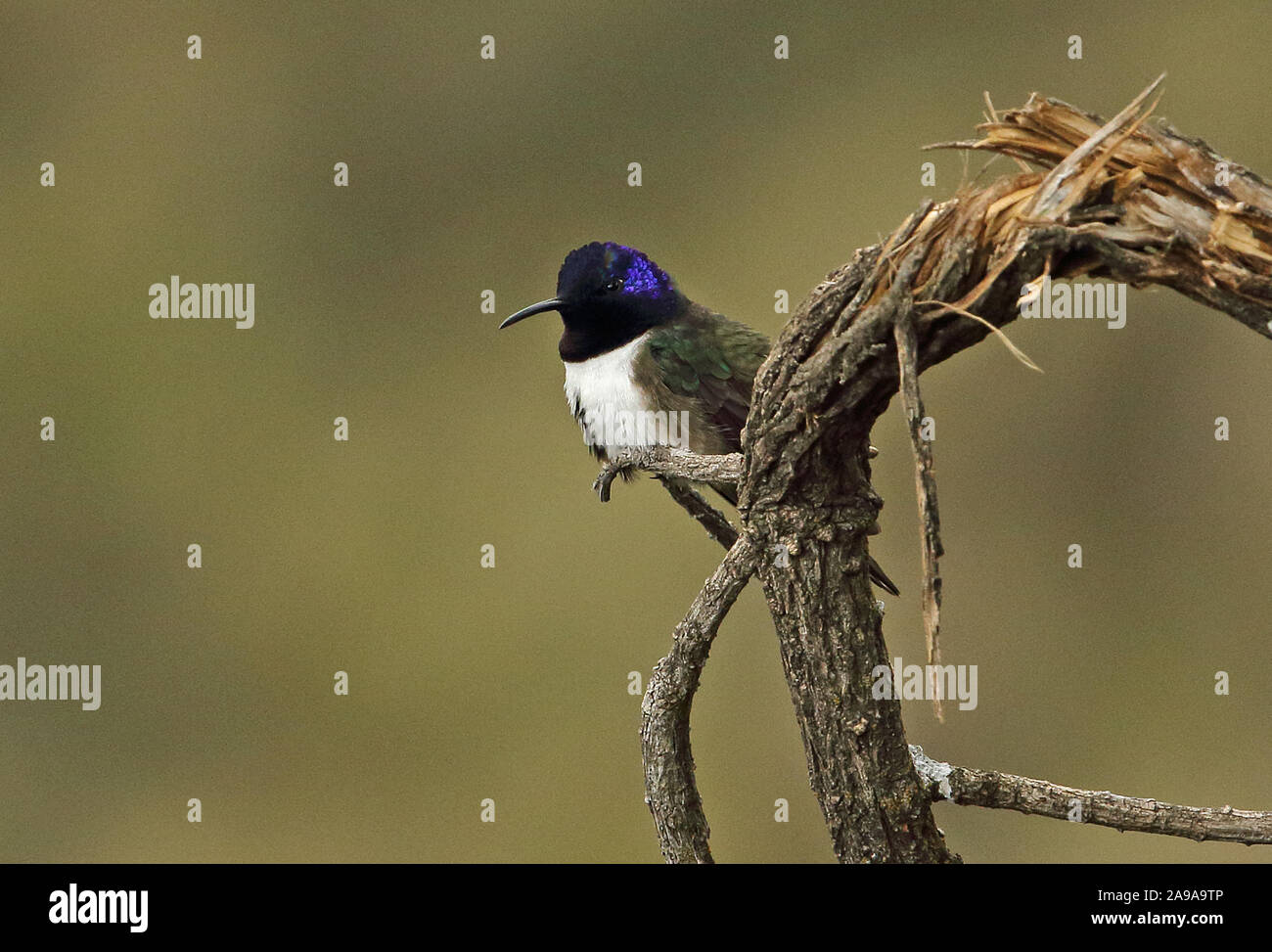 (Oreotrochilus chimborazo équatorien Hillstar jamesonii) mâle adulte, perché sur branch Antisana Réserve écologique, l'Equateur Février Banque D'Images