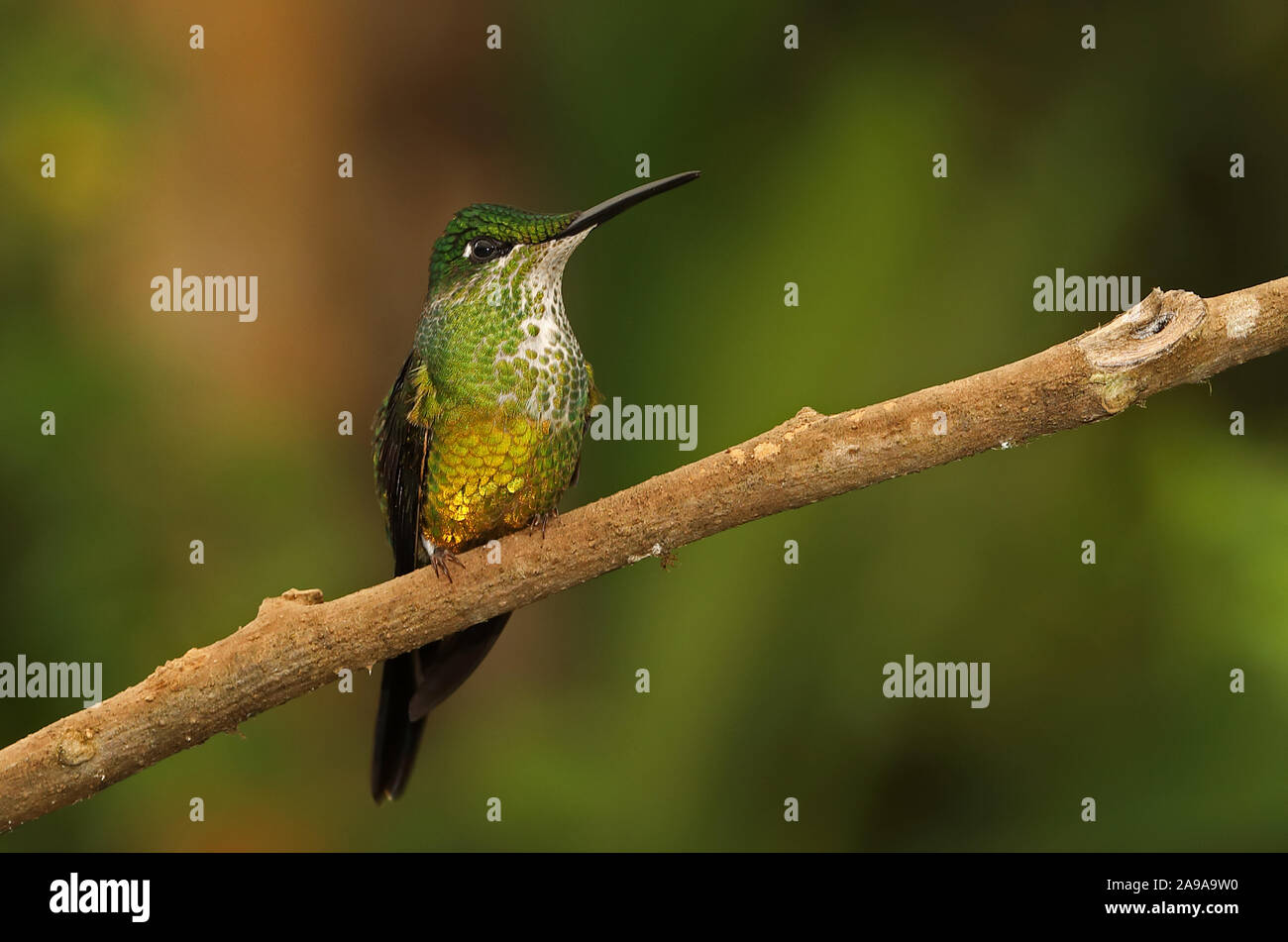 Brillant impératrice (Heliodoxa imperatrix) femelle adulte perché sur la branche Vinicio Ghech Summit Hotel ; Nono-Mindo Road, l'Équateur Février Banque D'Images