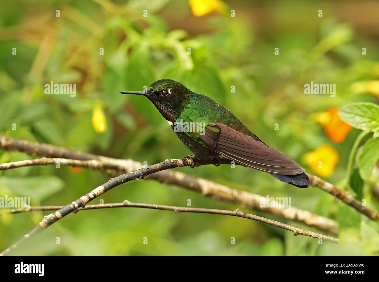 Gorgeted Sunangel Heliangelus strophianus (adultes) perché sur twig Vinicio Ghech Summit Hotel, Nono-Mindo Road, l'Équateur Février Banque D'Images