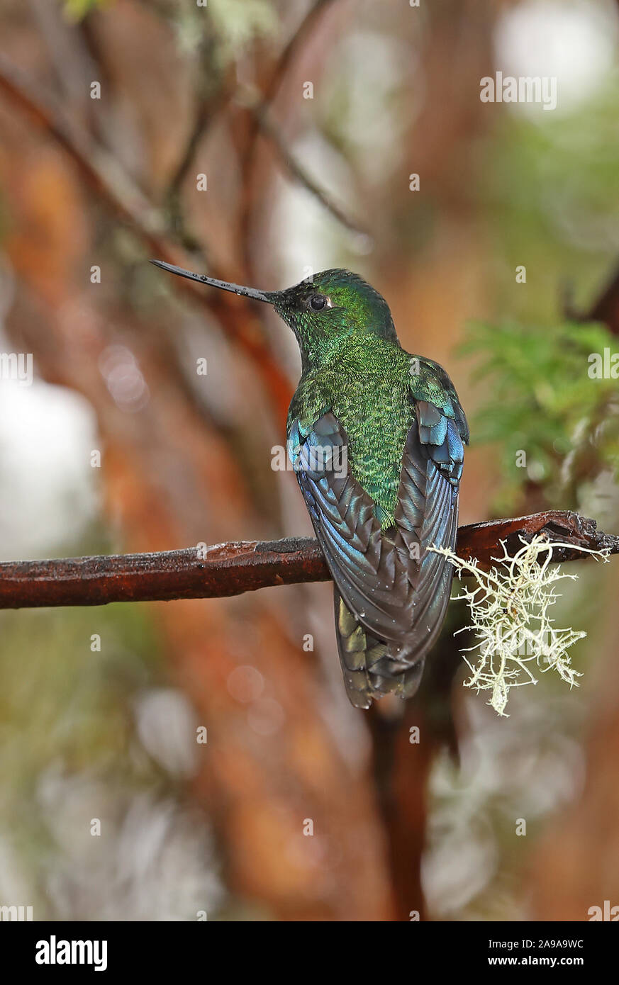 (Pterophanes cyanopterus Great Sapphirewing peruvianus) mâle adulte, perché sur la branche humide après la pluie, l'Équateur Réserve Yanacocha Février Banque D'Images