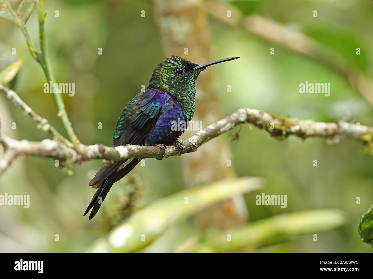 Green-couronné Woodnymph (Thalurania fannyi verticeps) mâle adulte, perché sur twig Sachatamia Lodge, Mindo, Équateur Février Banque D'Images