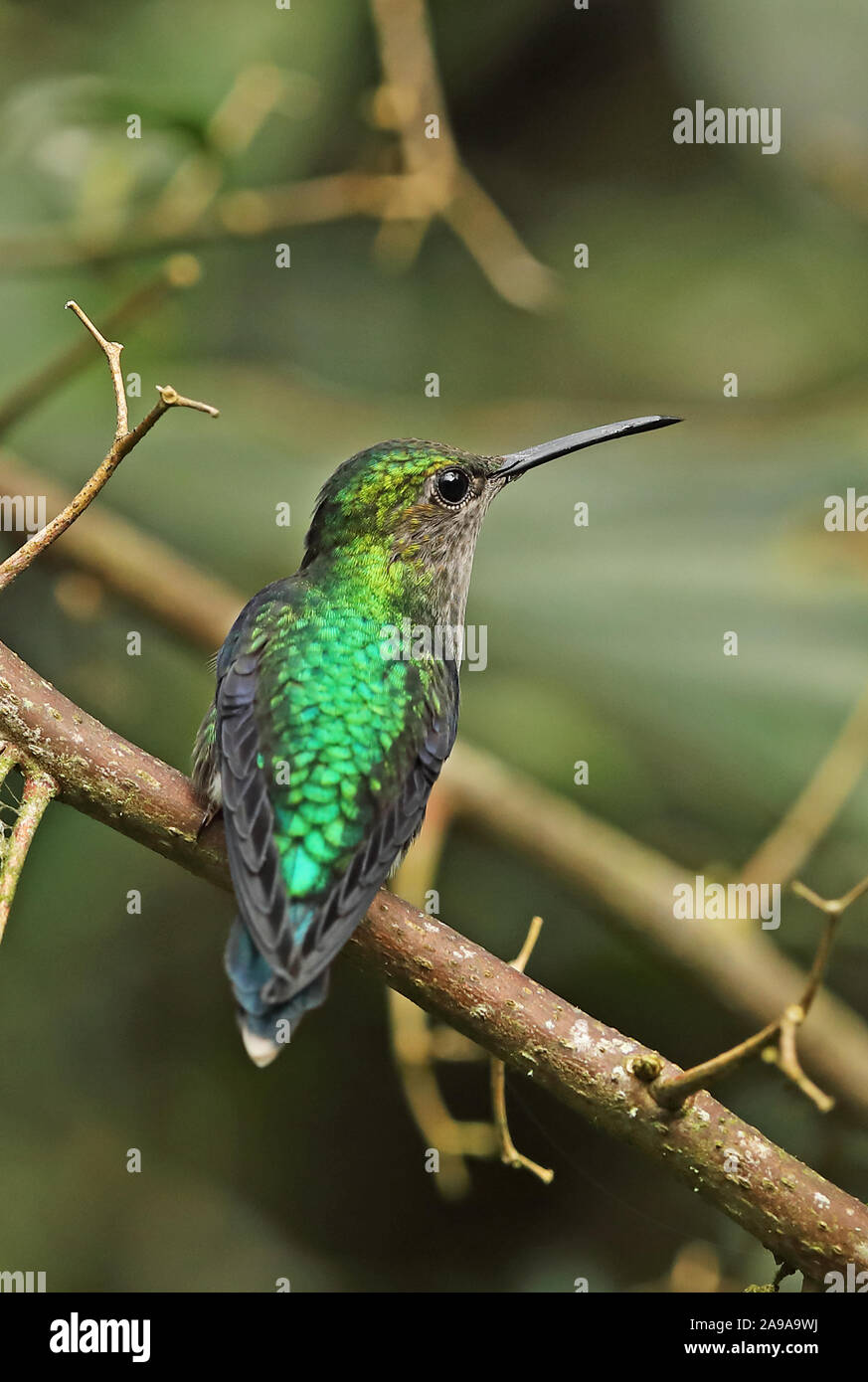 Green-couronné Woodnymph (Thalurania fannyi) verticeps Direction générale de la femelle adulte perché sur Sachatamia Lodge, Mindo, Équateur Février Banque D'Images