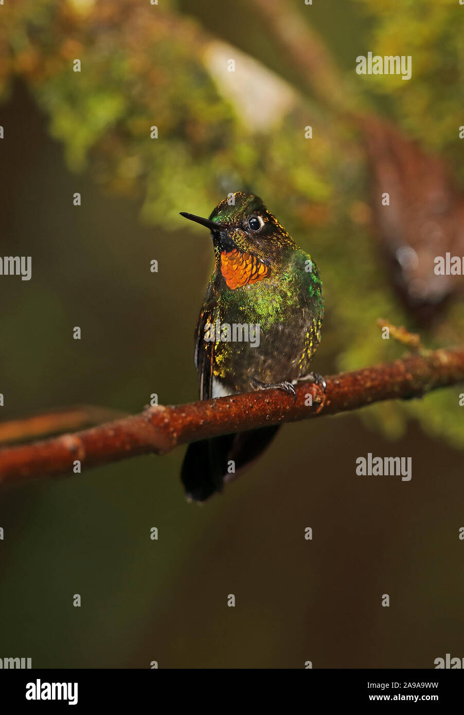 Peu Sunangel (Heliangelus micraster micraster) Direction générale des adultes mâles perchés sur Tapichalaca Reserve, Équateur Février Banque D'Images