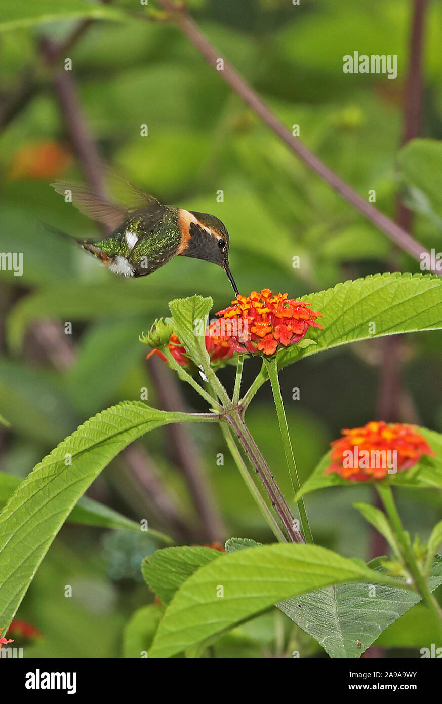 Peu Woodstar (Chaetocercus bombus) mâle adulte planant s'alimentant à Copalinga fleur Lantana Lodge, Zamora, Équateur Février Banque D'Images