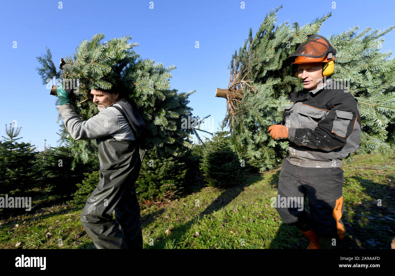 Osdorf, Allemagne. 14Th Nov, 2019. Les travailleurs forestiers (l-r) Starzak romain et Jurek Zielinski transporter les arbres de Noël fraîchement coupé à travers le Augustenhof estate. La Chambre d'Agriculture a commencé la saison de l'arbre de Noël dans le Schleswig-Holstein ici et a donné le départ d'un centre de compétences "Arbres de Noël". Les producteurs sont avisés par des spécialistes de la protection des plantes et la production. Crédit : Carsten Rehder/dpa/Alamy Live News Banque D'Images