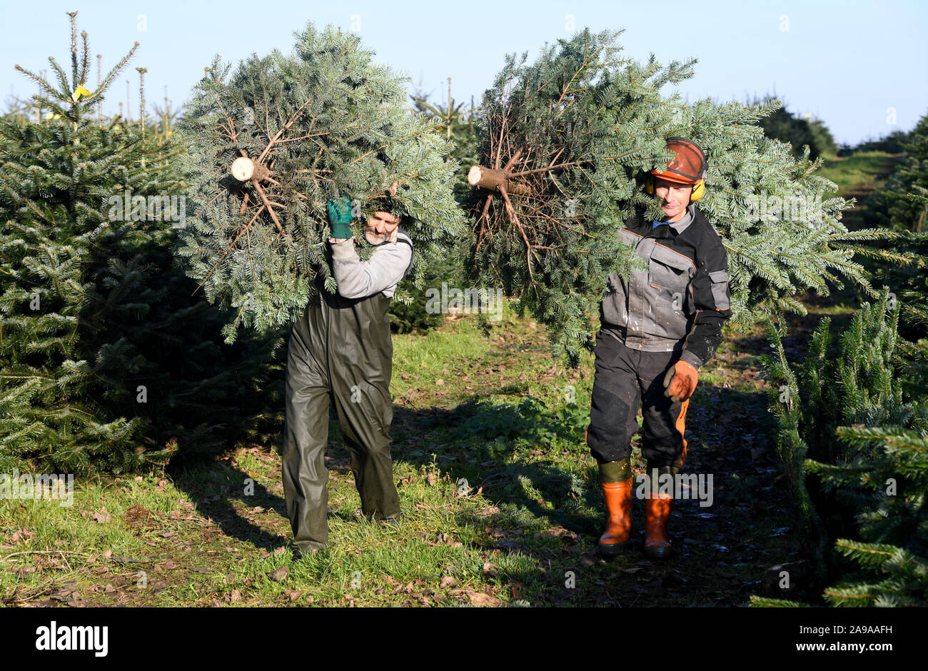 Osdorf, Allemagne. 14Th Nov, 2019. Les travailleurs forestiers (l-r) Starzak romain et Jurek Zielinski transporter les arbres de Noël fraîchement coupé à travers le Augustenhof estate. La Chambre d'Agriculture a commencé la saison de l'arbre de Noël dans le Schleswig-Holstein ici et a donné le départ d'un centre de compétences "Arbres de Noël". Les producteurs sont avisés par des spécialistes de la protection des plantes et la production. Crédit : Carsten Rehder/dpa/Alamy Live News Banque D'Images