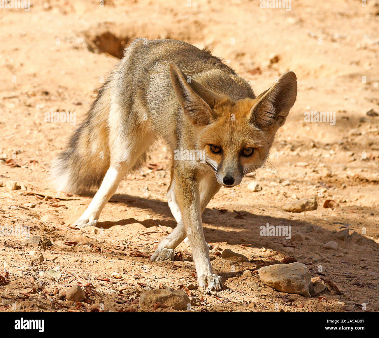 Rueppell's fox et également appelé le sable fox (Vulpes rueppellii). est une espèce de fox vivant en Afrique du Nord, le Moyen-Orient et l'Asie du sud-ouest. Je Banque D'Images