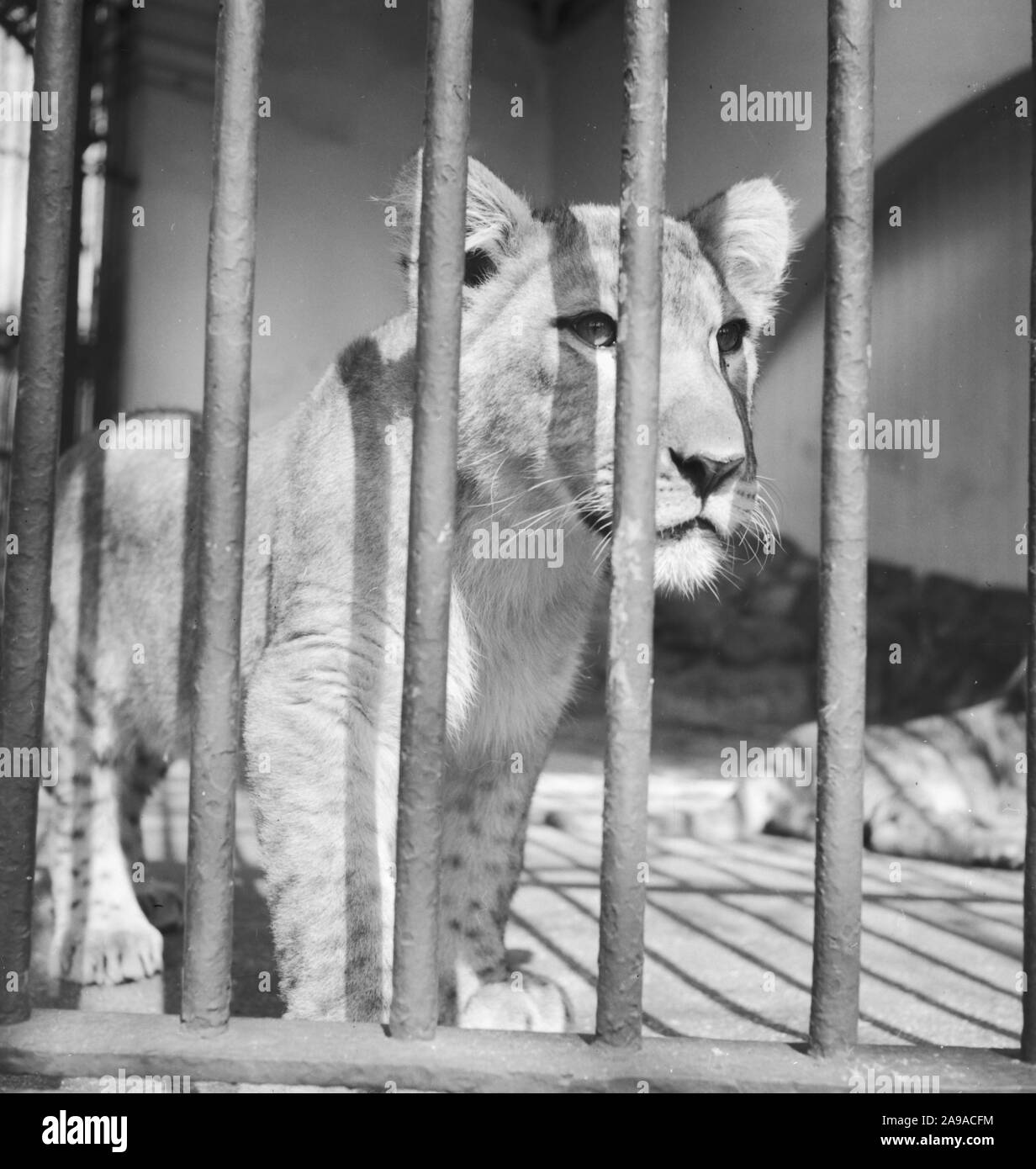 Visite au zoo, Allemagne 1930. Banque D'Images