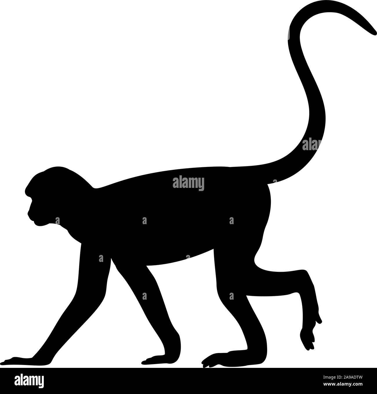 Silhouette de singe. Genre Animal de primates. Vector illustrator Illustration de Vecteur Silhouette de singe. Genre Animal de primates. Vector illustrator Illustration de Vecteur