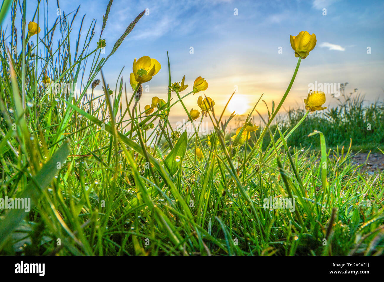 Au-delà des butterbutterbutterbups Banque D'Images