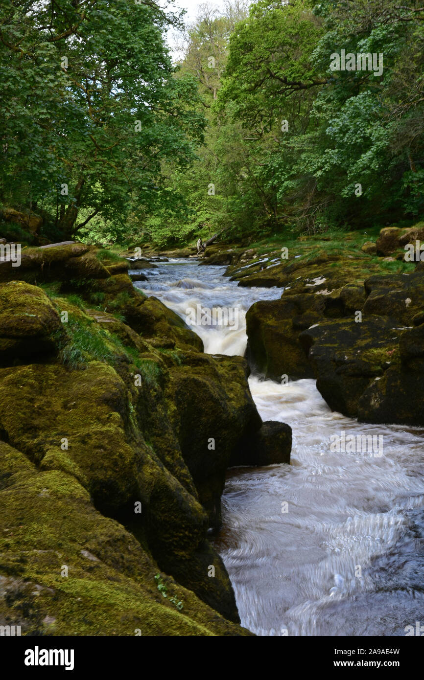 La SRCFA au printemps , rivière Wharfe, Bolton Abbey Banque D'Images