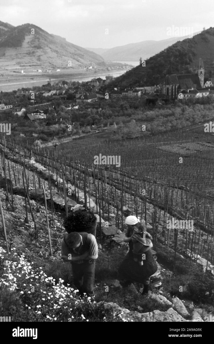 La vigne au printemps dans la vallée de la Wachau en Autriche, l'Allemagne des années 1930. Banque D'Images
