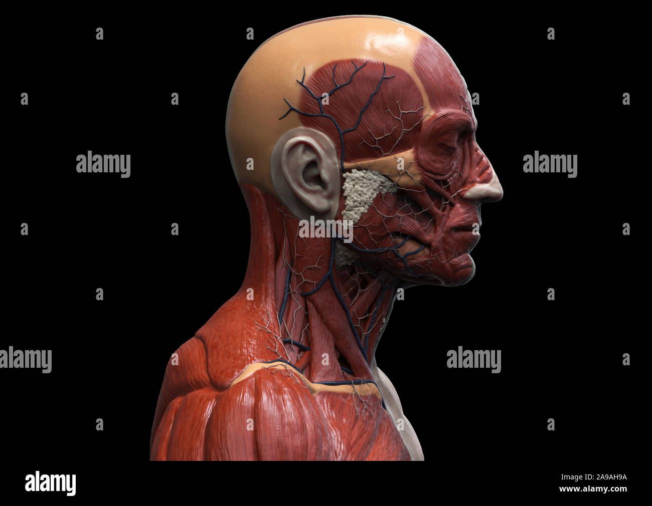 L'anatomie du corps humain - anatomie musculaire du visage du cou et de la poitrine , medical image référence de l'anatomie humaine en contexte de rendu réaliste 3D Banque D'Images