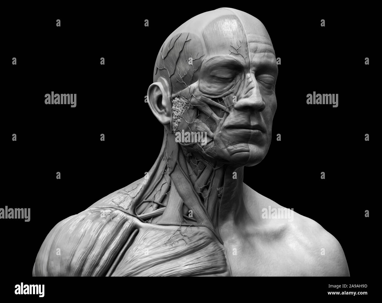L'anatomie du corps humain - anatomie musculaire du visage du cou et de la poitrine , medical image référence de l'anatomie humaine en contexte de rendu réaliste 3D Banque D'Images