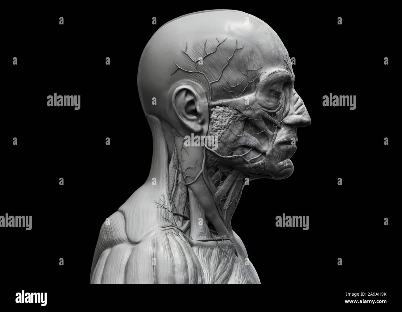 L'anatomie du corps humain - anatomie musculaire du visage du cou et de la poitrine , medical image référence de l'anatomie humaine en contexte de rendu réaliste 3D Banque D'Images