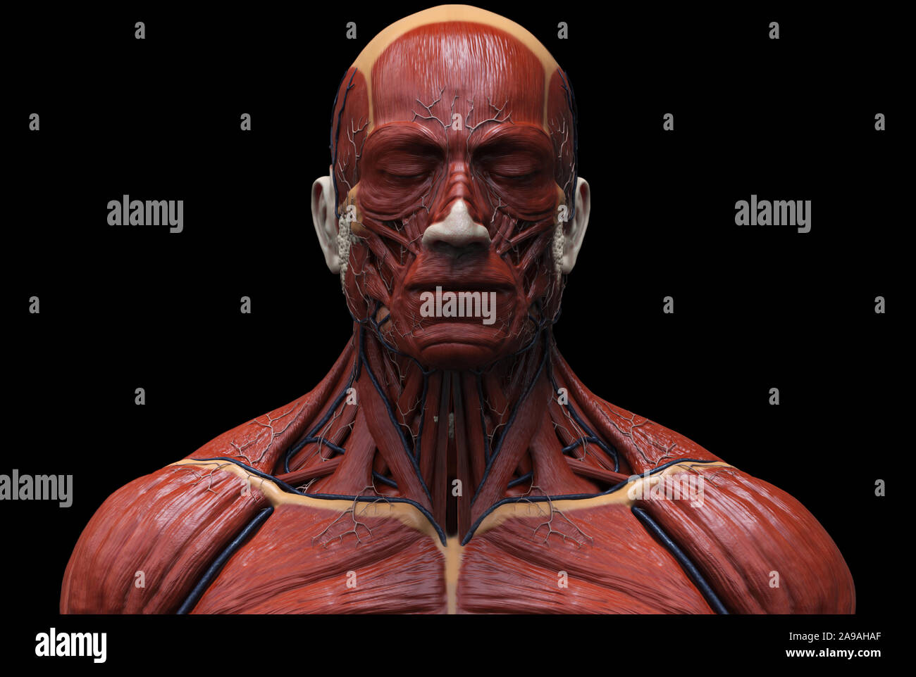 L'anatomie du corps humain - anatomie musculaire du visage du cou et de la poitrine , medical image référence de l'anatomie humaine en contexte de rendu réaliste 3D Banque D'Images