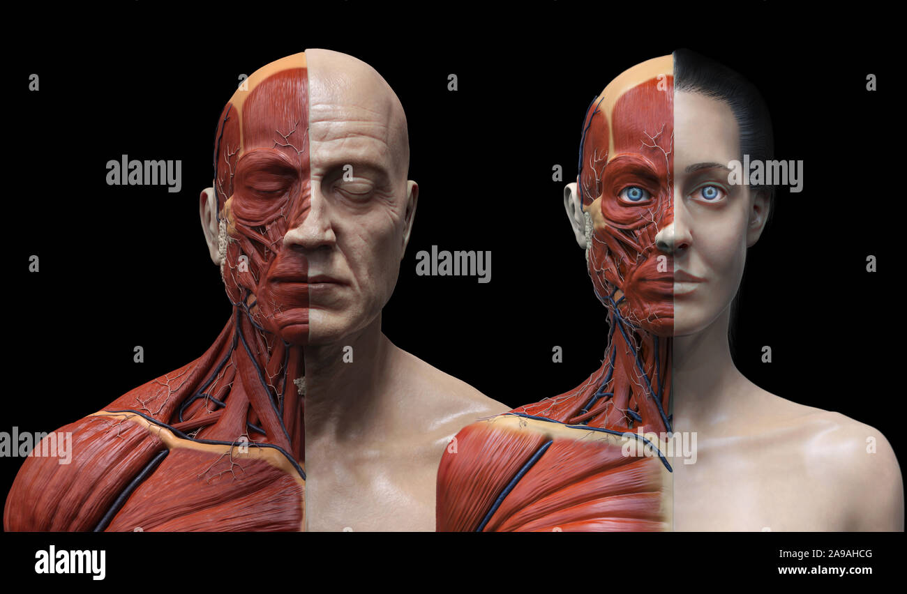 Corps humain anatomie de l'homme et la femme , l'arrière-plan de l'anatomie musculaire la structure du visage cou poitrine et l'épaule ,le rendu 3D réaliste wallpaper Banque D'Images