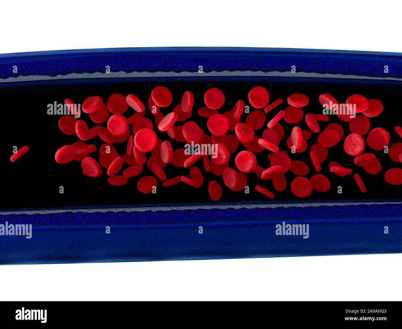 Illustré de l'artère avec un cut out section, le rendu de haute qualité avec des textures originales et de l'illumination globale Banque D'Images