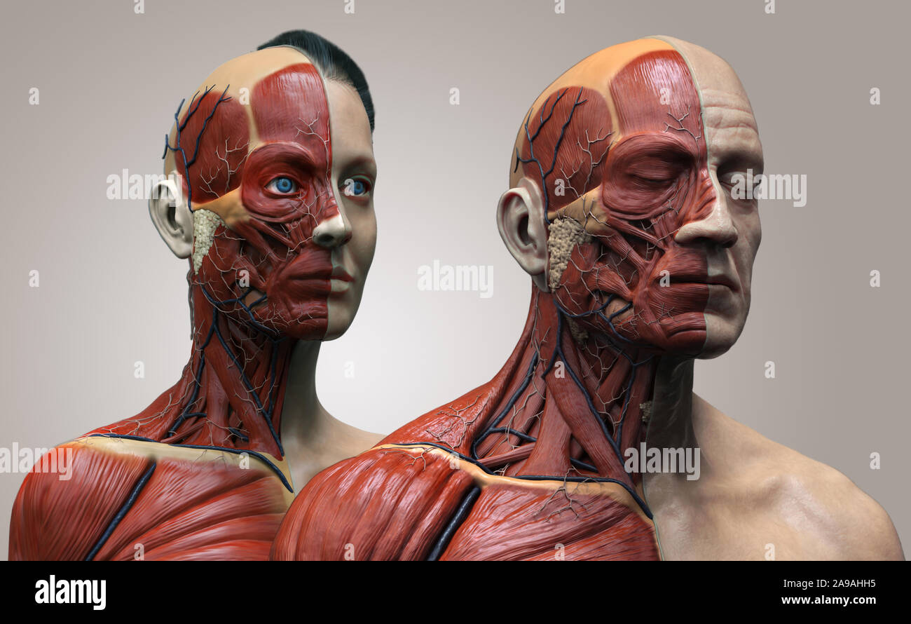 Corps humain anatomie de l'homme et la femme , l'arrière-plan de l'anatomie musculaire la structure du visage cou poitrine et l'épaule ,le rendu 3D réaliste wallpaper Banque D'Images