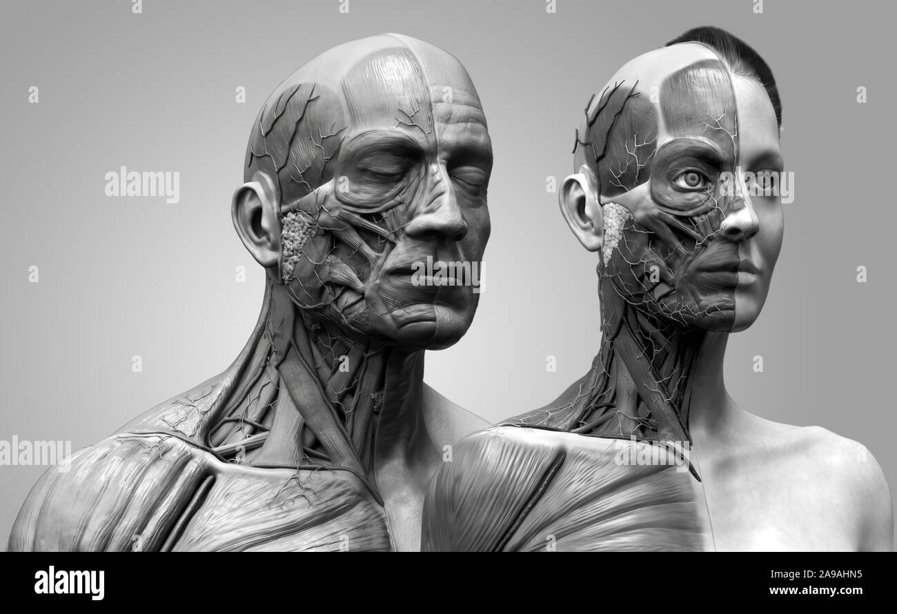 Corps humain anatomie de l'homme et la femme , l'arrière-plan de l'anatomie musculaire la structure du visage cou poitrine et l'épaule ,le rendu 3D réaliste wallpaper Banque D'Images